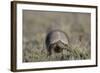 Armadillo in Patagonia, Argentina-Paul Souders-Framed Photographic Print