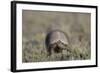 Armadillo in Patagonia, Argentina-Paul Souders-Framed Photographic Print