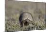 Armadillo in Patagonia, Argentina-Paul Souders-Mounted Photographic Print