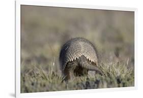 Armadillo in Patagonia, Argentina-Paul Souders-Framed Photographic Print