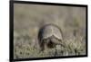 Armadillo in Patagonia, Argentina-Paul Souders-Framed Photographic Print