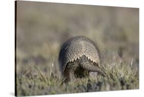 Armadillo in Patagonia, Argentina-Paul Souders-Stretched Canvas