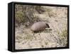 Armadillo, Valdes Peninsula, Patagonia, Argentina, South America-Robert Harding-Framed Stretched Canvas