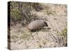 Armadillo, Valdes Peninsula, Patagonia, Argentina, South America-Robert Harding-Stretched Canvas