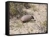 Armadillo, Valdes Peninsula, Patagonia, Argentina, South America-Robert Harding-Framed Stretched Canvas