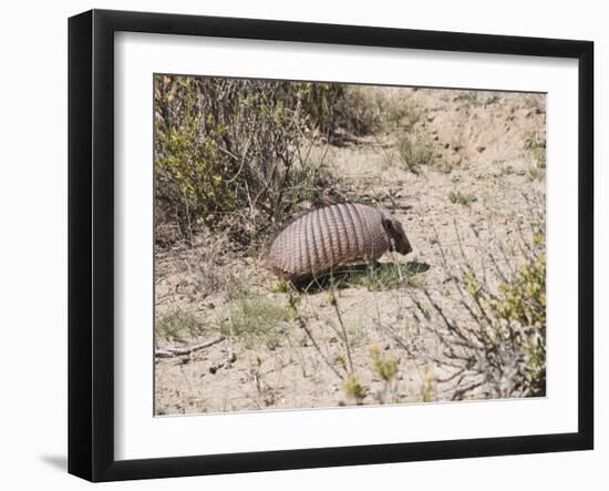 Armadillo, Valdes Peninsula, Patagonia, Argentina, South America-Robert Harding-Framed Photographic Print