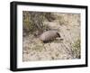 Armadillo, Valdes Peninsula, Patagonia, Argentina, South America-Robert Harding-Framed Photographic Print