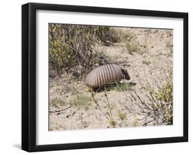 Armadillo, Valdes Peninsula, Patagonia, Argentina, South America-Robert Harding-Framed Photographic Print