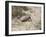 Armadillo, Valdes Peninsula, Patagonia, Argentina, South America-Robert Harding-Framed Photographic Print