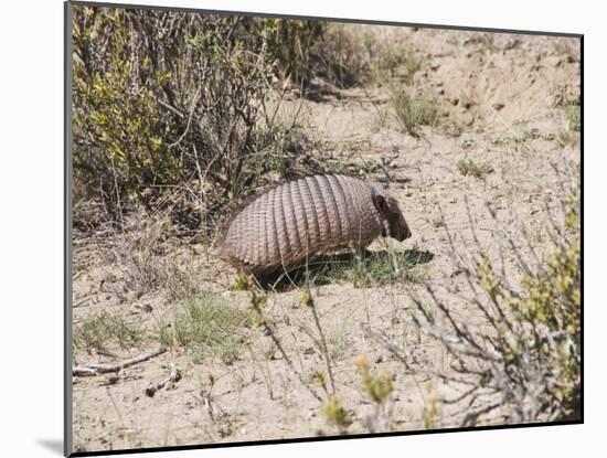 Armadillo, Valdes Peninsula, Patagonia, Argentina, South America-Robert Harding-Mounted Photographic Print