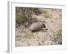 Armadillo, Valdes Peninsula, Patagonia, Argentina, South America-Robert Harding-Framed Photographic Print