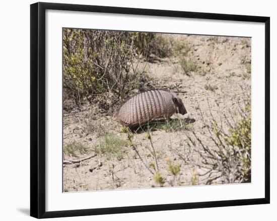 Armadillo, Valdes Peninsula, Patagonia, Argentina, South America-Robert Harding-Framed Photographic Print