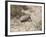 Armadillo, Valdes Peninsula, Patagonia, Argentina, South America-Robert Harding-Framed Photographic Print