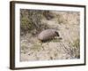 Armadillo, Valdes Peninsula, Patagonia, Argentina, South America-Robert Harding-Framed Photographic Print