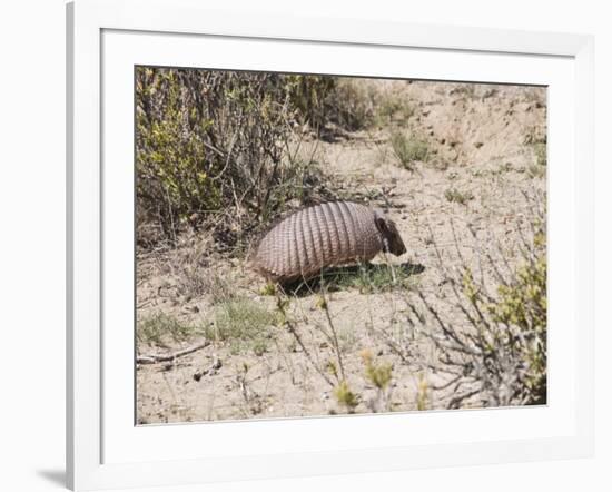 Armadillo, Valdes Peninsula, Patagonia, Argentina, South America-Robert Harding-Framed Photographic Print