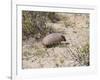 Armadillo, Valdes Peninsula, Patagonia, Argentina, South America-Robert Harding-Framed Photographic Print