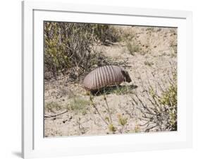 Armadillo, Valdes Peninsula, Patagonia, Argentina, South America-Robert Harding-Framed Photographic Print