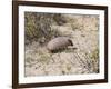 Armadillo, Valdes Peninsula, Patagonia, Argentina, South America-Robert Harding-Framed Photographic Print