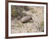 Armadillo, Valdes Peninsula, Patagonia, Argentina, South America-Robert Harding-Framed Photographic Print