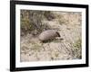 Armadillo, Valdes Peninsula, Patagonia, Argentina, South America-Robert Harding-Framed Photographic Print