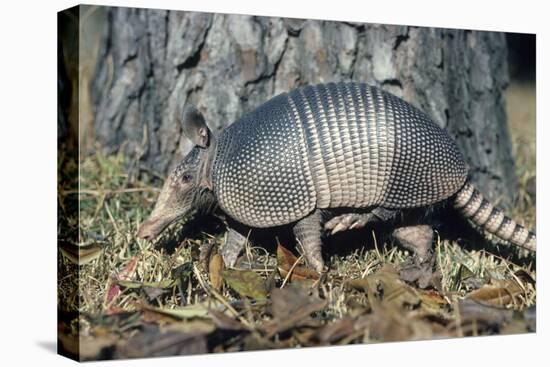 Armadillo-null-Stretched Canvas