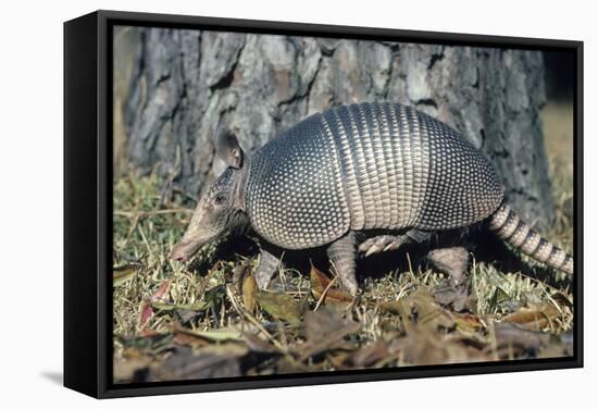 Armadillo-null-Framed Stretched Canvas