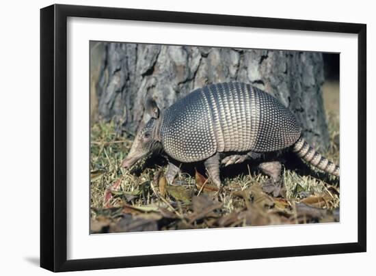 Armadillo-null-Framed Photographic Print