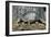 Armadillo-null-Framed Photographic Print