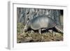 Armadillo-null-Framed Photographic Print