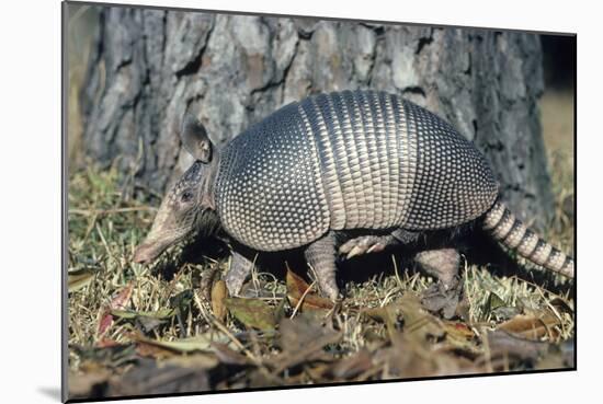 Armadillo-null-Mounted Photographic Print