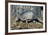 Armadillo-null-Framed Photographic Print