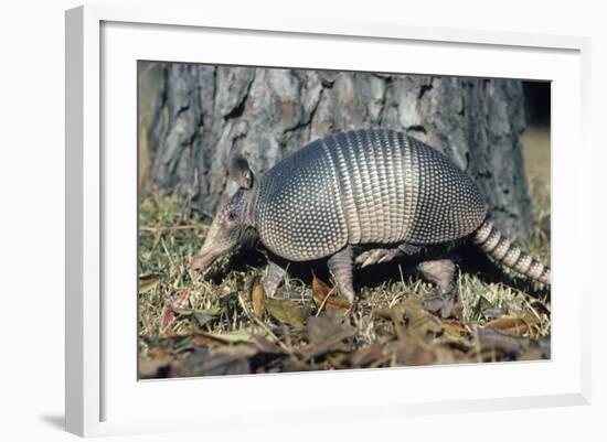 Armadillo-null-Framed Photographic Print