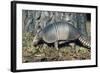 Armadillo-null-Framed Photographic Print