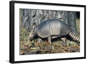 Armadillo-null-Framed Photographic Print