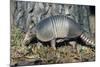 Armadillo-null-Mounted Photographic Print