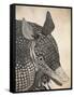 Armadillo-null-Framed Stretched Canvas