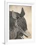 Armadillo-null-Framed Giclee Print