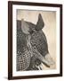 Armadillo-null-Framed Giclee Print