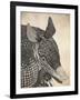 Armadillo-null-Framed Giclee Print