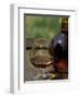 Armagnac is Made From White Grapes, Aquitania, France-Michele Molinari-Framed Photographic Print