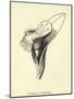 Armchairia Comfortabilis-Edward Lear-Mounted Giclee Print