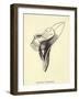 Armchairia Comfortabilis-Edward Lear-Framed Premium Giclee Print