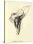 Armchairia Comfortabilis-Edward Lear-Stretched Canvas