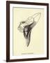 Armchairia Comfortabilis-Edward Lear-Framed Giclee Print