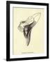 Armchairia Comfortabilis-Edward Lear-Framed Giclee Print