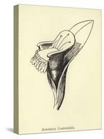 Armchairia Comfortabilis-Edward Lear-Stretched Canvas