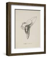 Armchairia Confortablis. Illustration From Nonsense Botany by Edward Lear, Published in 1889.-Edward Lear-Framed Giclee Print