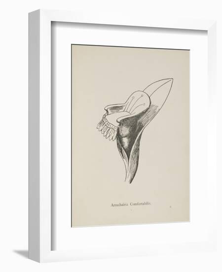 Armchairia Confortablis. Illustration From Nonsense Botany by Edward Lear, Published in 1889.-Edward Lear-Framed Giclee Print