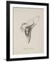 Armchairia Confortablis. Illustration From Nonsense Botany by Edward Lear, Published in 1889.-Edward Lear-Framed Giclee Print