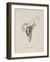 Armchairia Confortablis. Illustration From Nonsense Botany by Edward Lear, Published in 1889.-Edward Lear-Framed Giclee Print